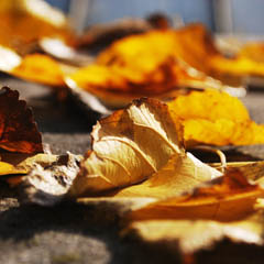 数字中心快速的如何攻击网站